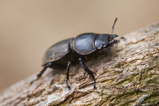 Close up of the stag beetle climbing on the tree in the forest.