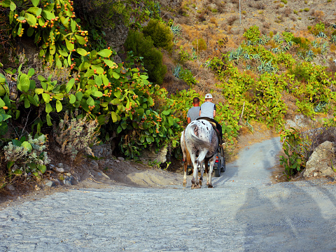 horses on the paths in the hills of the Calabrian village19  Sep 2023 Pentedattilo italy