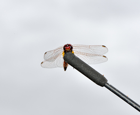 dragonfly above the car antenna zambrone italy