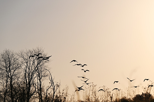 Canada geese flying over the trees toward the morning sun.