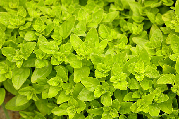 manjerona - herb garden healthy eating freshness marjoram - fotografias e filmes do acervo