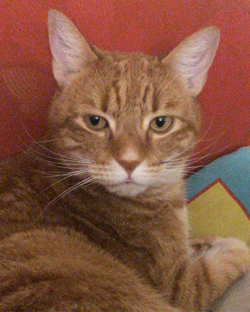 istock Jack my beautiful red cat 1797088554