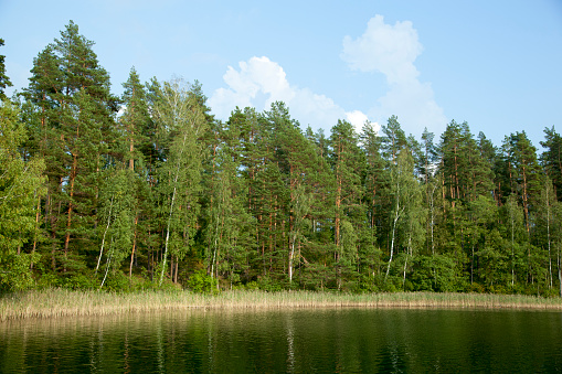 The scenic view of the forest trees by Baltis Lake shore in early Autumn (Lithuania).