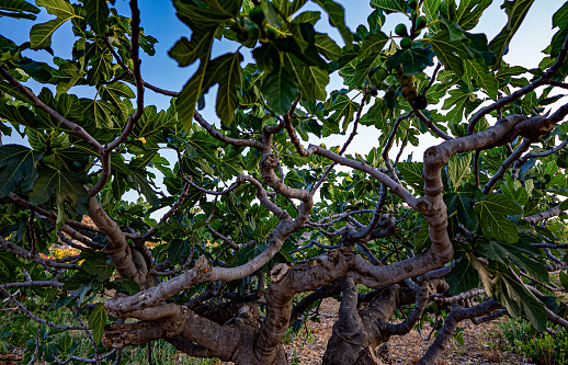 Tree with fig fruits in a Mediterranean country.