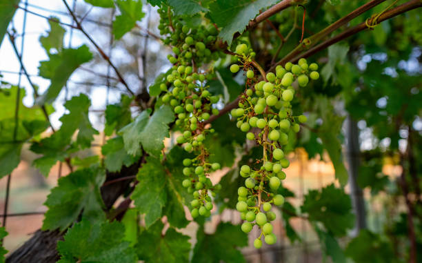 istock Green grape bunches growing in the garden. 1797102040