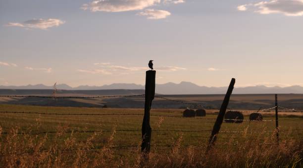 istock Golden grass prarie sunset with field of rolled hay and bird 1797107607