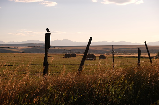 Golden Grass prairie sunset with a field of rolled hay, a wood post fence with a bird perching up top and a wooden gate.