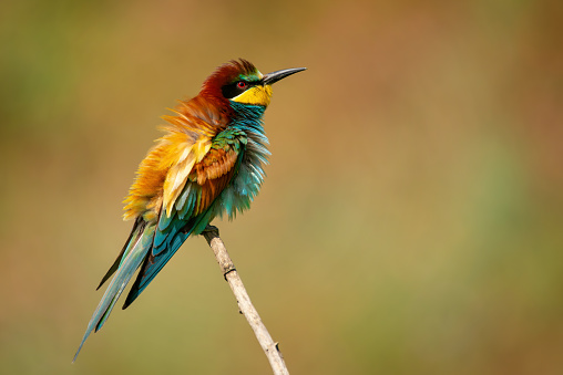 European bee eater Merops apiaster sits on a branch on a beautiful background. Ruffled feathers of a bird in a beautiful light.