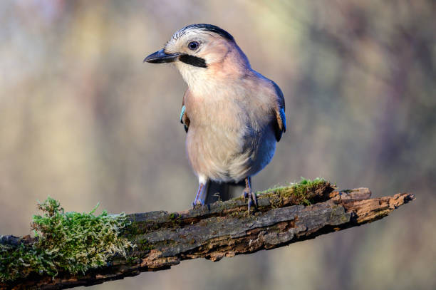 istock Eurasian jay Garrulus glandarius in the wild 1797109966