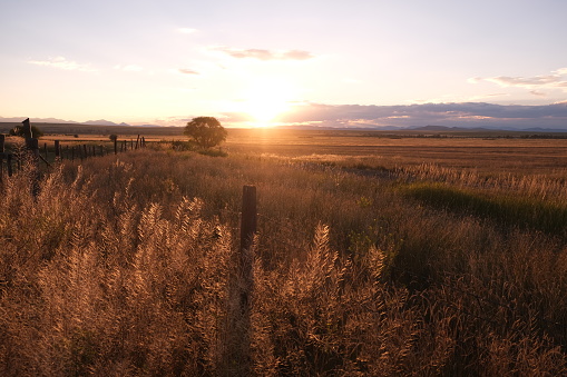 Golden Grass prairie sunset with a field of rolled hay, a wood post fence with a bird perching up top and a wooden gate.