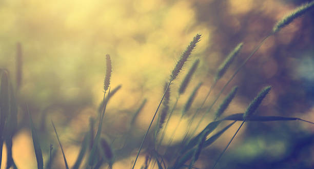 istock Vintage wheat close up 179711661