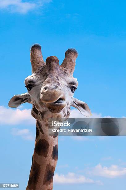 Closeup Of 재미있는 기린과 있는 동물원 귀여운에 대한 스톡 사진 및 기타 이미지 - 귀여운, 극단 지형, 기린