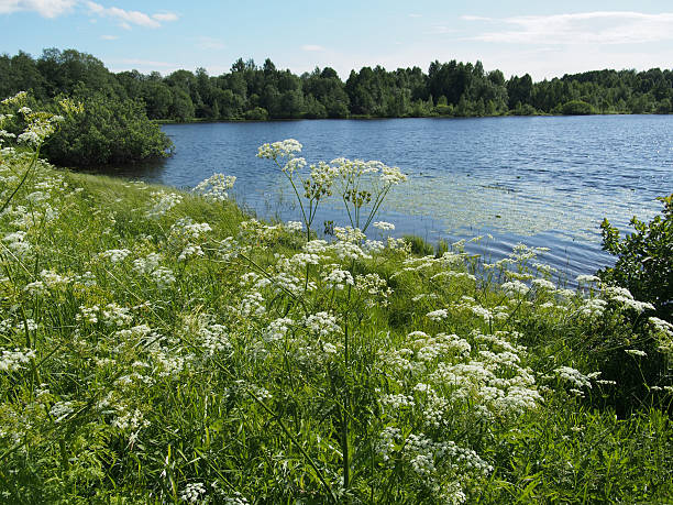 istock Lake in the summer 179711733