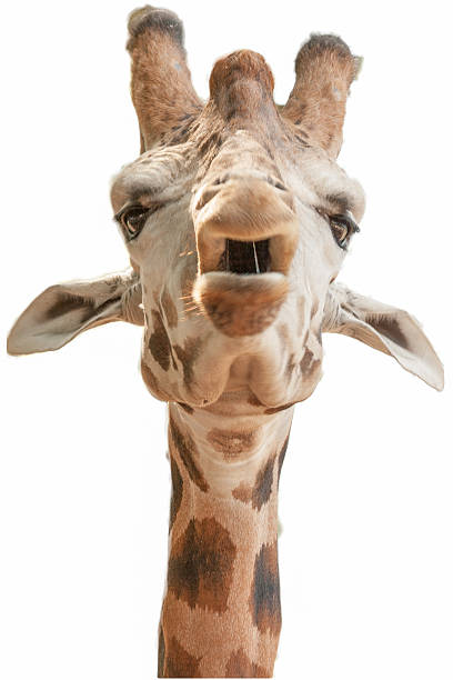 istock Close-up of a Funny Giraffe on  white background 179712258