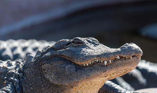 Close-up of the head of an adult American Alligator basking in the sun, with visible teeth, alert eyes, and rough textured, armored scales, with a blurred background.