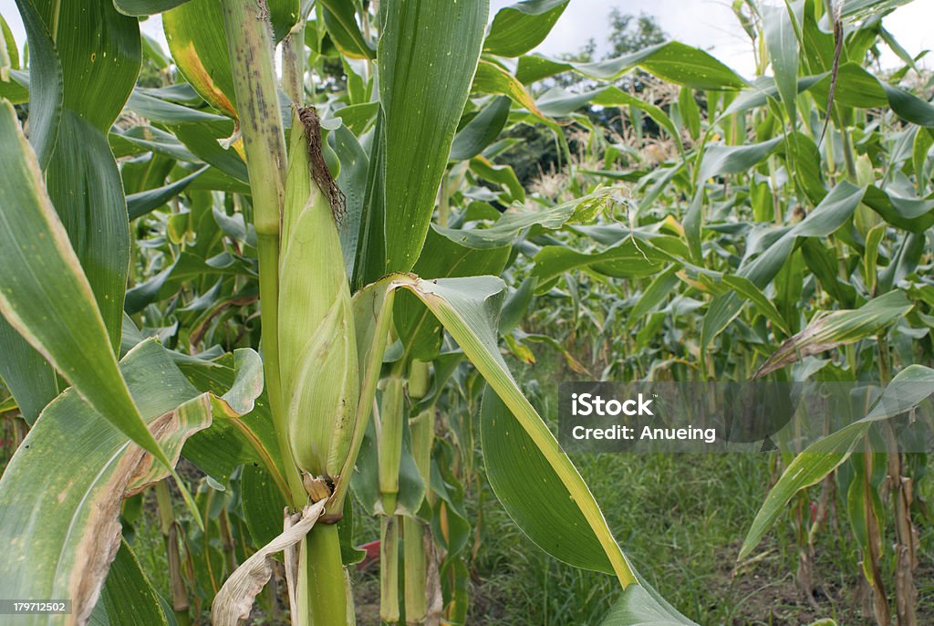 Mais-Feld mit reif Ohr - Lizenzfrei Agrarbetrieb Stock-Foto