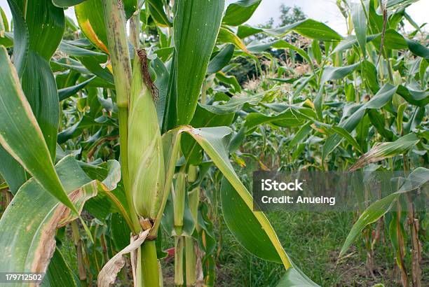 Campo Di Mais Maturo Orecchie - Fotografie stock e altre immagini di Agricoltura - Agricoltura, Ambientazione esterna, Ambiente