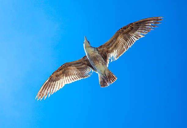 seagull volant dans le ciel bleu - beach 2013 usa sky photos et images de collection