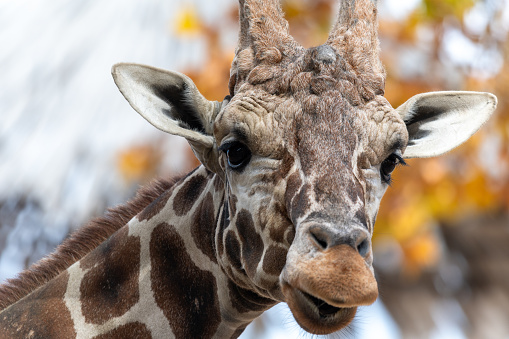 Cute giraffe looking into the camera, close up and without background/white background