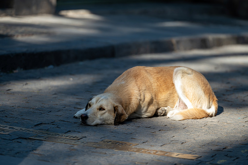 The stray dog lies on the street in the city, Tbilisi, Georgia
