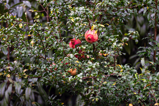 Ripe pomegranate fruits hanging on a tree branch in the garden in rainy autumn day
