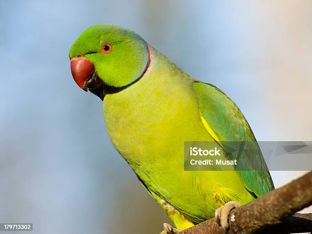 Porträt Roserundherum Sittich Stockfoto und mehr Bilder von Ast - Pflanzenbestandteil - Ast - Pflanzenbestandteil, Blau, Braun