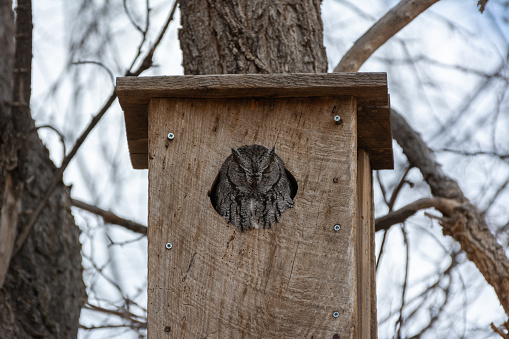 A small grey owl roosts in the safety of a bird box high up a tree trunk on a cloudy day in winter, in central New Mexico.