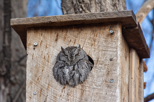 A small grey owl roosts in the safety of a bird box high up a tree trunk in winter in central New Mexico.