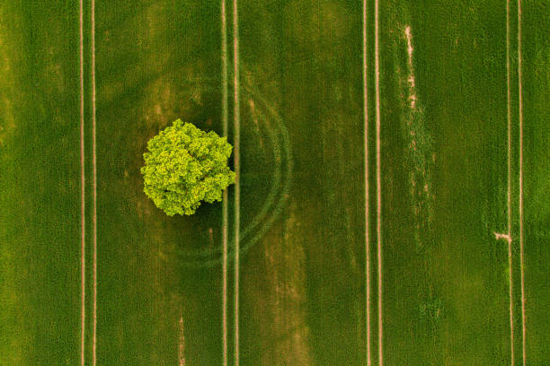 istock view from above on lonely tree in a green field 1797137070