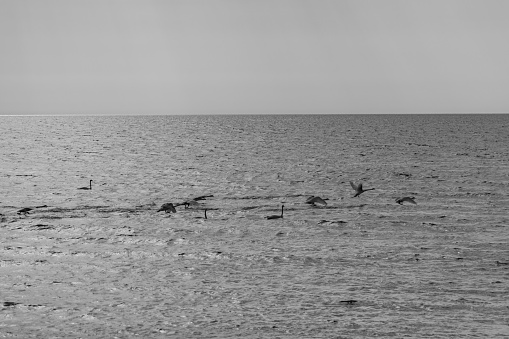 White wild swans swimming in the Baltic sea. Black and white photograph