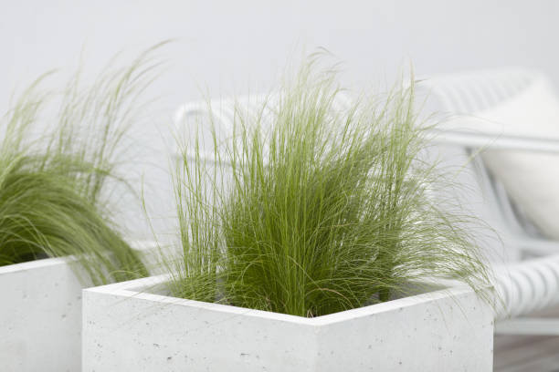 istock Feather grass found as ornamental plants in the garden design. 1797138748