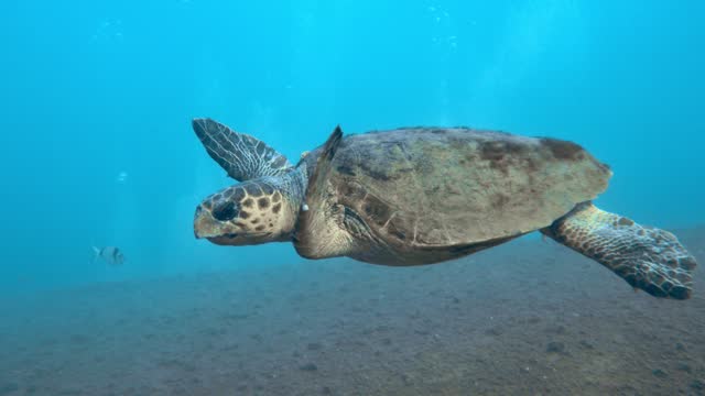 Loggerhead turtle swimming above the Zenobia shipwreck