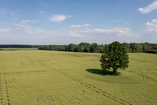 Latvian rural landscape with lonely trees in the middle of a green agricultural field on a sunny day
