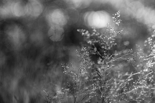 grass in a forest at sunset. Macro image, shallow depth of field. Blurred summer nature background.
