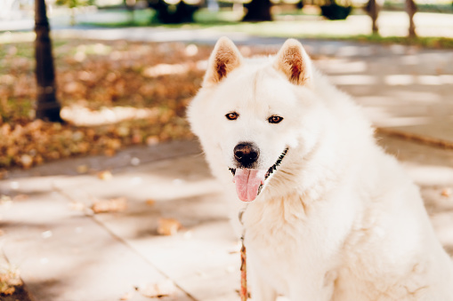 Akita dog portrait outdoors