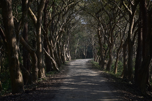 A dirt road in Kaziranga passing through dense forest.