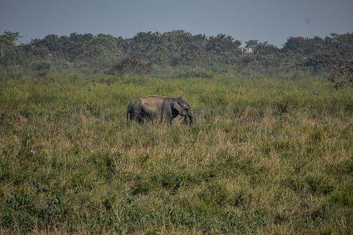 Wild elephant in a grass field of kaziranga.