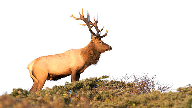 Tule Elk stock photo