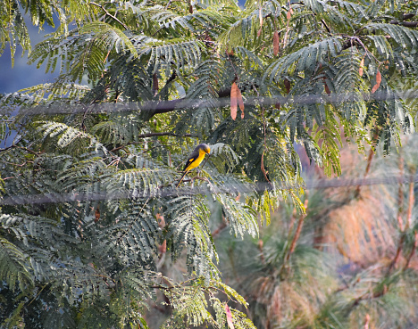 Asian golden weaver bird sitting on a tree .