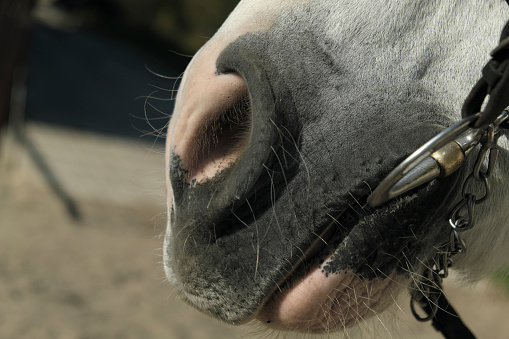 Large nostrils of a white horse with long hair, Close-up.