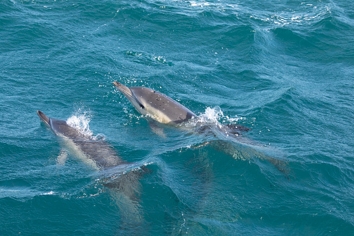 Two wild Common Dolphins, Delphinus delphis, bow-riding in the Bay of Gibraltar / Bahía de Algeciras between Gibraltar and Spain.