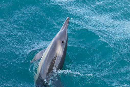 An elevated view of a wild Common Dolphin. Delphinus delphis, bow-riding in the Bay of Gibraltar / Bahía de Algeciras between Gibraltar and Spain. Its beak and blowhole can be clearly seen.