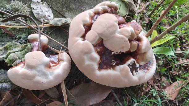 Mushrooms