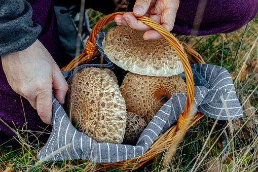 Closeup of hand holding Brown Beech (Buna-Shimeji, Hypsizigus Tessellatus) mushrooms, with blurred green grass background