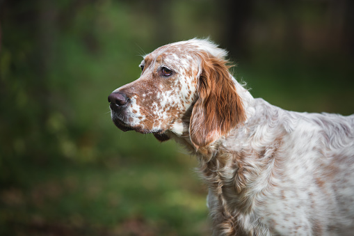 Profile Of Attentive Orange Belton English Setter dog in nature. Selective focus, copy space