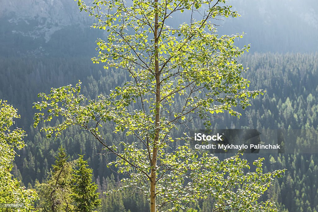 BETULLA nella luce solare contro montagne ricoperte di foreste - Foto stock royalty-free di Albero