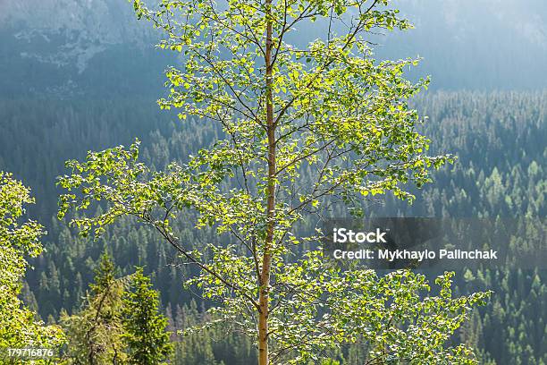 Bétula Na Luz Solar Contracoberta De Montanhas - Fotografias de stock e mais imagens de Ao Ar Livre - Ao Ar Livre, Beleza natural, Bétula