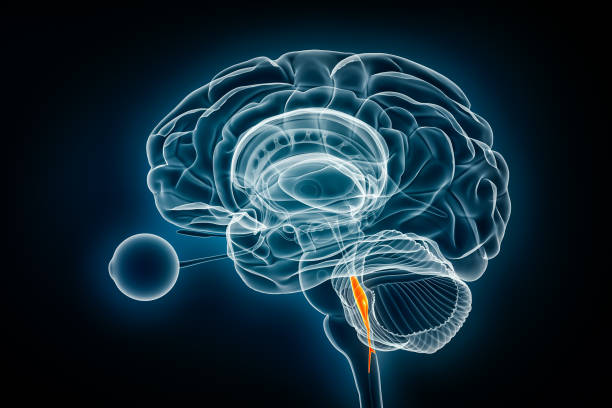 istock Fourth cerebral ventricle x-ray view 3D rendering illustration. Human brain and ventricular system anatomy, medical, healthcare, science, neuroscience, neurology, biology concepts. 1797188106