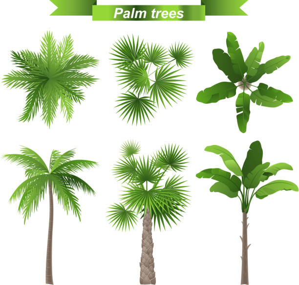 ilustrações de stock, clip art, desenhos animados e ícones de árvores de palma - palm tree washingtonia tree silhouette