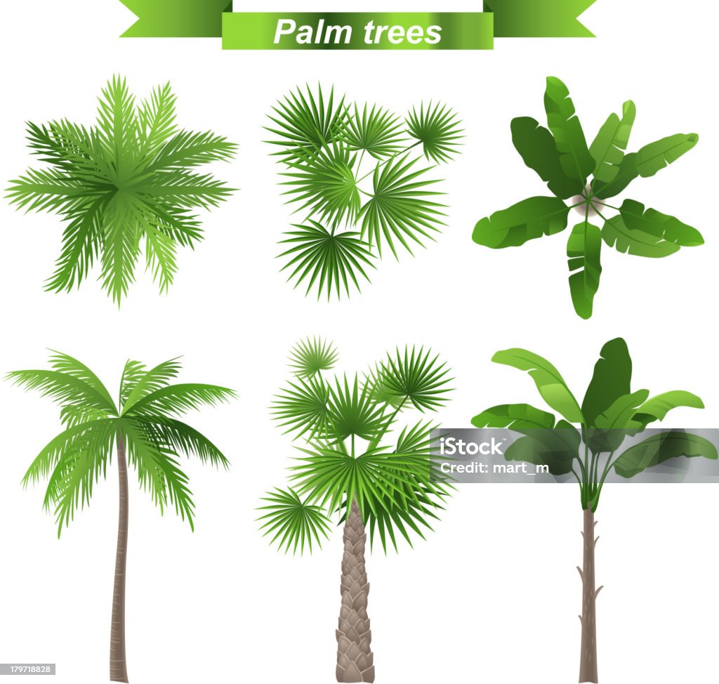 Palm trees 3 different palm trees - top and front view - vector. EPS 10. File contains transparences! Palm Tree stock vector